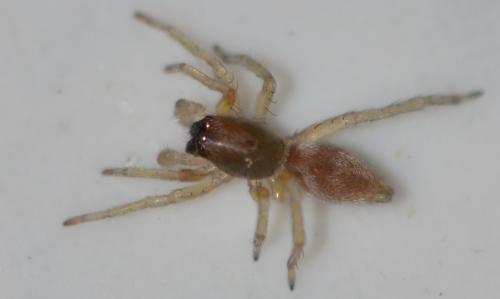 Clubiona sp.